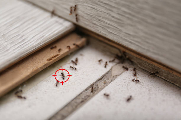 Best Pest Inspection Near Me  in Fairview, CA