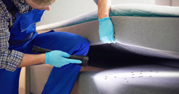 Wasp Removal Services in Fairview, CA