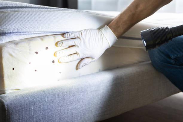Best Rat Extermination Near Me  in Fairview, CA