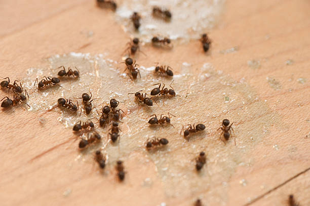 Best Wildlife Control Services  in Fairview, CA