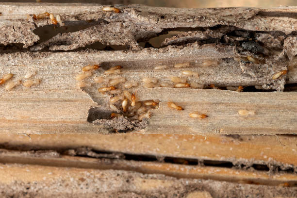 Best Pest Control for Businesses  in Fairview, CA