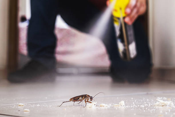 Best Rodent Control Near Me  in Fairview, CA