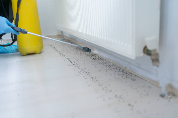 Best Exterminator Services  in Fairview, CA