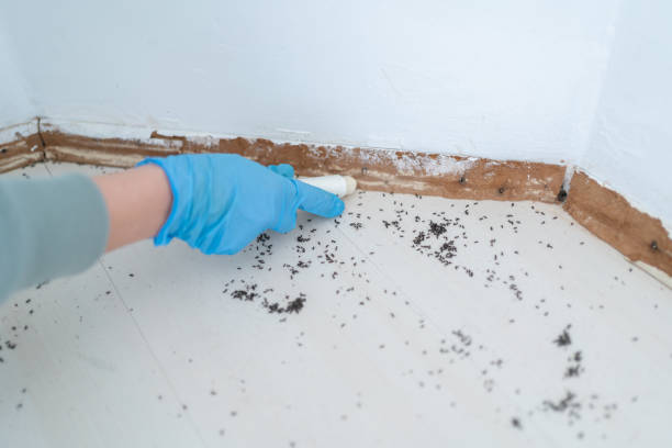 Best Rat Extermination Near Me  in Fairview, CA